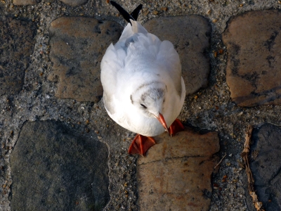 Mouette sur l'île St-Louis Mouette sur l'île St-Louis